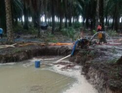 Tambang Ilegal Hantam PT. Sawit GSBL Blok 2 Diwilayah Desa Air Belo  IUP PT.Timah beraktivitas