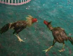 Maraknya Perjudian 303 Sabung Ayam di Desa Bedanten, Kecamatan Bunga, Kabupaten Gresik Tak Tersentuh Hukum