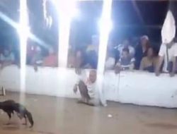 303 Sabung Ayam di Kabupaten Probolinggo, Jawa Timur Tak Tersentuh Hukum