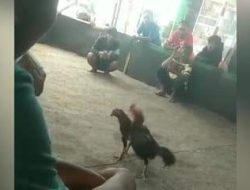 Perjudian 303 Sabung Ayam di Kota Probolinggo, Jawa Timur Kebal Hukum