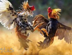 Perjudian 303 Sabung Ayam di Dhamasraya, Sumatera Barat Taruhan Jutaan rupiah Belum tersentuh Hukum