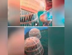 Marak 303 Perjudian Sabung Ayam di Desa Bedanten, Kecamatan Bungah, Kabupaten Gresik Tak Tersentuh Hukum