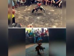 Perjudian Sabung ayam di Dusun Bodean Krajan, Toyomarto, Kecamatan Singosari, Kabupaten Malang, Tak Tersentuh Hukum