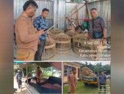 Arena Perjudian 303 Sabung Ayam di Huta I Sigaol Simalungun di Grebek Polisi