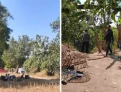 Polsek Jetis, Polres Kota Mojokerto Gerebek Arena Perjudian 303 Sabung Ayam