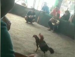 Kalangan Perjudian 303 jenis sabung ayam di Desa Kebonsari, Kecamatan Kanigaran, Kota Probolinggo, Provinsi Jawa Timur Kebal Hukum.