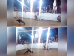 303 Sabung Ayam di Desa Pohsangit Ngisor, Kecamatan Wonomerto, Kabupaten Probolinggo Belum di Endus Polres dan Polda Jatim