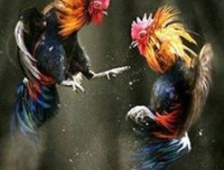 Judi Sabung Ayam di Desa Windu Lamongan, Jawa Timur Beraktifitas Kebal Hukum