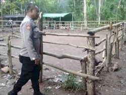 Perjudian 303 Sabung Ayam Akhirnya di Gerebek Polresta Kupang Kota NTT