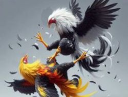 Judi 303 Sabung Ayam di Desa Sungai Purun Besar, Kecamatan Segedong, Kabupaten Mempawah Kebal Hukum
