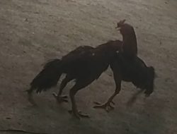 Judi 303 jenis sabung ayam di Desa Cokro Kecamatan Pakis Kabupaten Malang, Provinsi Jawa Timur Aktifitas Kebal Hukum