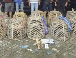 Judi Sabung Ayam di Gerebek “Kapolres Lombok Barat, AKBP I Komang Sarjana, S.I.K., S.H” Berkomitmen untuk terus memberantas