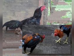 Judi 303 Sabung Ayam di Jalan Lesanpuro Gang 12, Kedungkandang, Kota Malang Belim Tersentuh Aparat Penegak Hukum (APH)