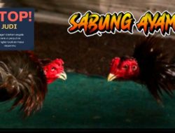 Judi Sabung Ayam di Nguling, Pasuruan diduga Belum tersentuh Aparat Penegak Hukum (APH)