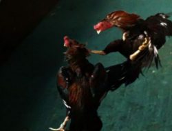 Judi 303 Sabung Ayam di Dusun Baji Areng, Desa Bukit Harapan, Kecamatan Gantarang, Bulukumba diduga Kebal Hukum