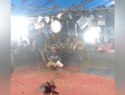 Judi 303 Sabung ayam di Desa Alasmalang, Kecamatan Singojuruh Belum tersentuh Hukum