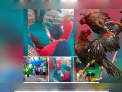 Judi 303 Sabung Ayam Di Bangkok Desa Karangrejo Kecamatan Gempol Kabupaten Pasuruan Aktifitas Lagi diduga Kebal Hukum