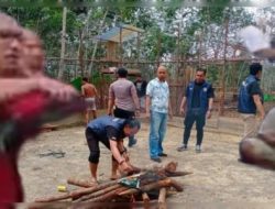 Perjudian 303 Sabung Ayam di Bonet Engkabang Kecamatan Sungai Tebelian, Akhirnya di Gerebek Polres Sintang