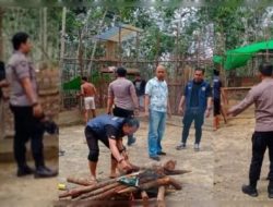 Sabung Ayam di Bonet Engkabang Kecamatan Sungai Tebelian, Kabupaten Sintang di Bongkar Polisi
