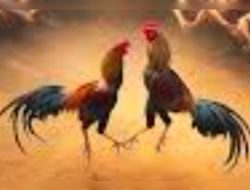 Judi 303 Sabung Ayam di Kebumen Jawa Tengah diduga belum tersentuh aparat penegak hukum (APH)