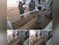 Judi Sabung Ayam Balikpapan di Kalimantan Timur (Kaltim) di Bongkar