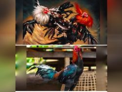 Judi 303 Sabung Ayam di Desa Bonet Engkabang Kabupaten Sintang Marak, Kalimantan Barat Belum tersentuh Hukum
