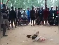 Judi 303 Sabung Ayam di Pongkerep Desa Sokobanah Daya Kabupaten Sampang diduga Keras Kebal Hukum