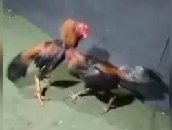 Markas Judi 303 Sabung ayam di Wilayah Hukum Polres Pasuruan, Polda Jatim Lancar