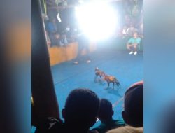 Perjudian 303 Sabung ayam dan Dadu di Pakis Kabupaten Malang diduga tak tersentuh Hukum