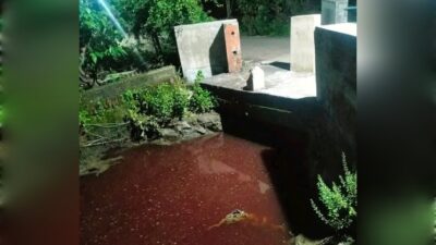 Limbah Pencemaran lingkungan pemotongan sapi di Krian Sidoarjo meresahkan masyarakat