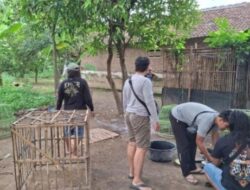 Polres Nganjuk Gerebek Lokasi Judi Sabung Ayam di Baron
