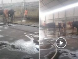 Penggelonggongan Sapi di Wilayah Hukum Polsek Krian, Kabupaten Sidoarjo, Jawa Timur diduga tak tersentuh Hukum