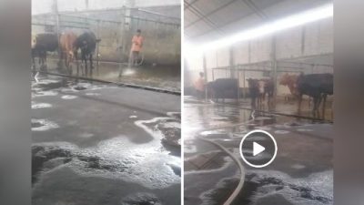 Penggelonggongan Sapi di Wilayah Hukum Polsek Krian, Kabupaten Sidoarjo, Jawa Timur diduga tak tersentuh Hukum
