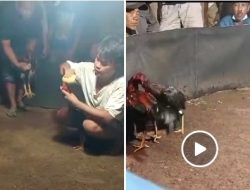 Markas Sabung Ayam Milik Suroso di Desa Ngesong, Kecamatan Banyakan, Kediri Aktivitas