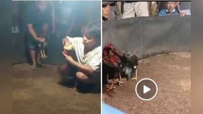 Markas Sabung Ayam Milik Suroso di Desa Ngesong, Kecamatan Banyakan, Kediri Aktivitas