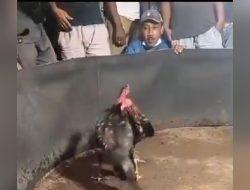 Aktivitas Sabung Ayam Marak di Bulan Suci Ramadan, Meresahkan Masyarakat Bayakan Kediri