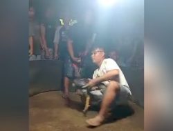 Arena Sabung Ayam di Banyakan Kediri Beraktivitas