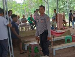 Pelaku Tidak di tangkap, Hanya di Himbau lokasi Sabung Ayam supaya di Bongkar