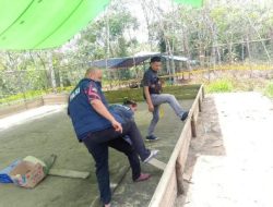 Polres Sintang Gerebek Markas Sabung Ayam