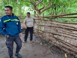 Kapolsek Bola IPTU I Made Sutama melakukan pengecekan tempat praktik judi sabung ayam