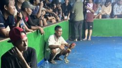 Judi Sabung Ayam dan Cap Jiki di Desa Kalirejo, Kecamatan Kalipare, Kabupaten Malang Marak