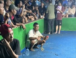 Judi Sabung Ayam dan Cap Jiki di Desa Kalirejo, Kecamatan Kalipare, Kabupaten Malang Marak