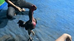 Marak Perjudian Sabung Ayam dan Cap Jiki di Kalirejo, Kecamatan Kalipare, Kabupaten Malang belum terendus APH