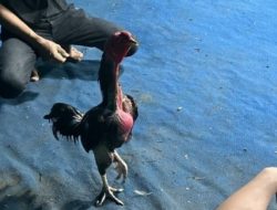 Marak Perjudian Sabung Ayam dan Cap Jiki di Kalirejo, Kecamatan Kalipare, Kabupaten Malang belum terendus APH