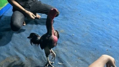 Marak Perjudian Sabung Ayam dan Cap Jiki di Kalirejo, Kecamatan Kalipare, Kabupaten Malang belum terendus APH