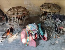 Perjudian Sabung Ayam di Jalan Flamboyan, Desa Moropelang, Kecamatan Babat, Kabupaten Lamongan di Grebek Polisi