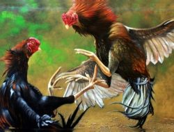 Perjudian Sabung Ayam dan Dadu di Sumogawe, Kecamatan Getasan, Semarang