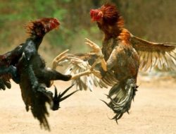 Sabung Ayam dan Dadu di Sumogawe, Kecamatan Getasan, Semarang, APH Diminta Sinergi Lakukan Penertiban