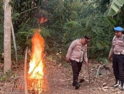Sabung Ayam Pakisaji Akhirnya di Bumi hanguskan Aparat penegak hukum (APH) Polres Malang
