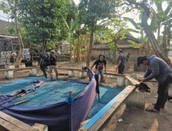 Warga Minta Polres Nganjuk Tutup Permanen Dua Lokasi Sabung Ayam Di Sukomoro dan Loceret